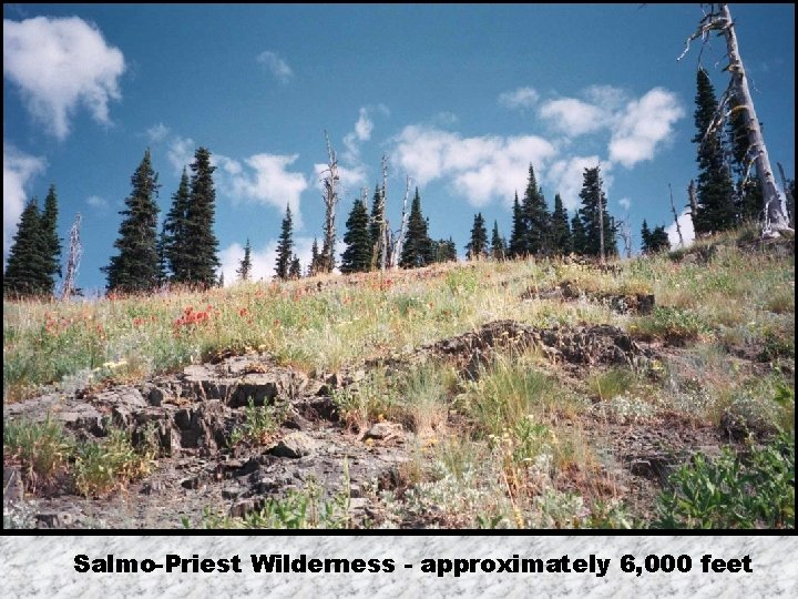 Salmo-Priest Wilderness - approximately 6, 000 feet 