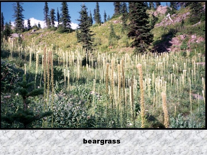 beargrass 