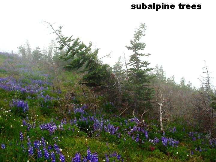 subalpine trees 