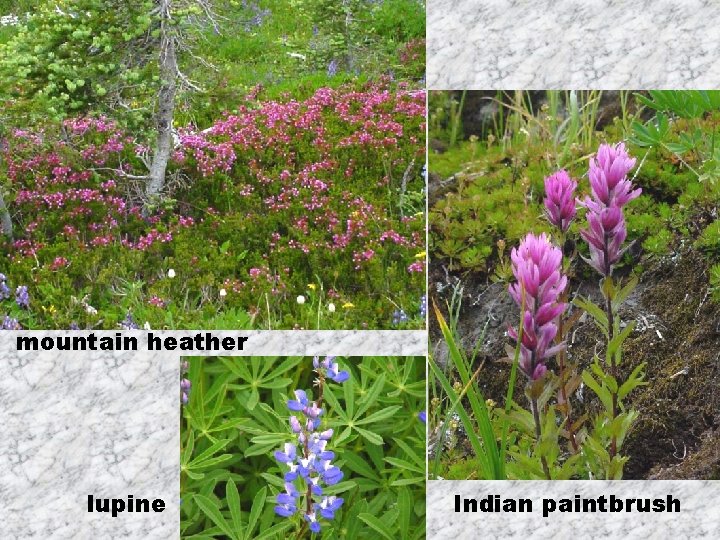 mountain heather lupine Indian paintbrush 