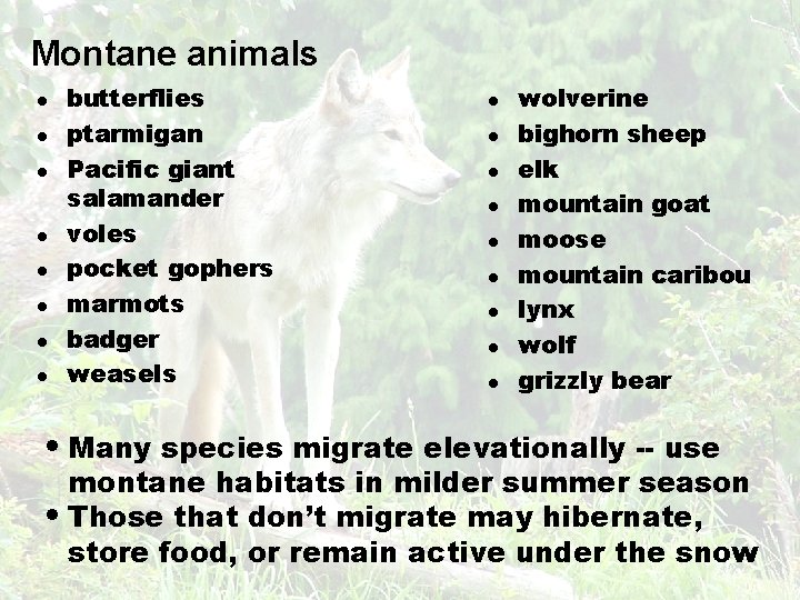 Montane animals l l l l butterflies ptarmigan Pacific giant salamander voles pocket gophers