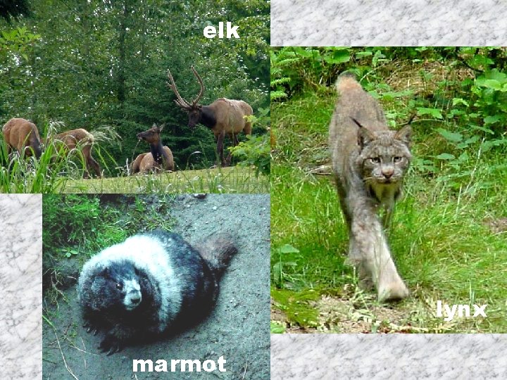 elk lynx marmot 