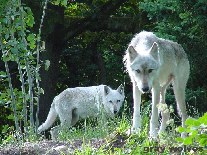 gray wolves 