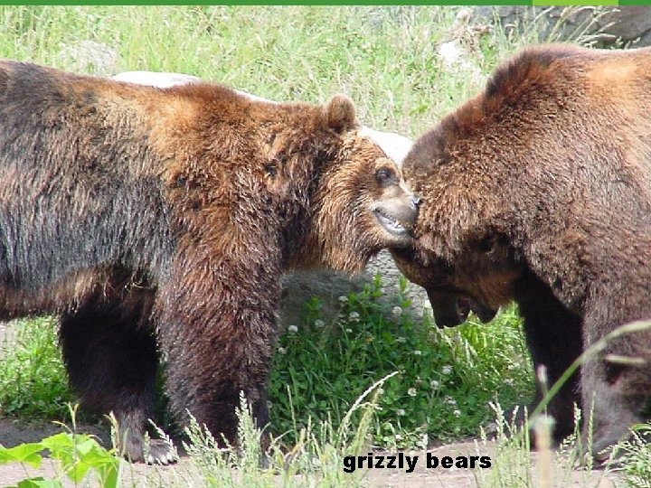 grizzly bears 