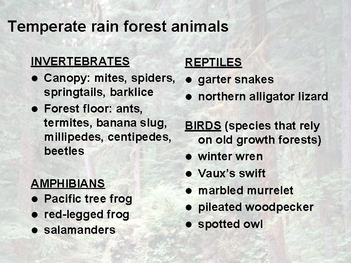 Temperate rain forest animals INVERTEBRATES l Canopy: mites, spiders, springtails, barklice l Forest floor: