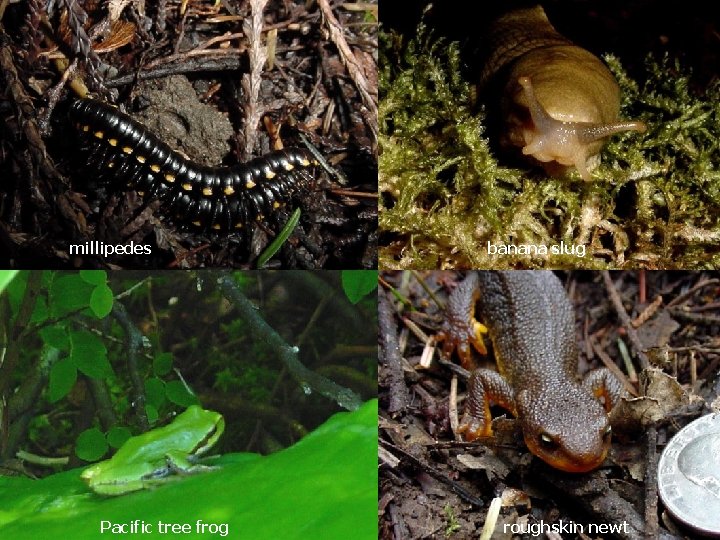 millipedes Pacific tree frog banana slug roughskin newt 