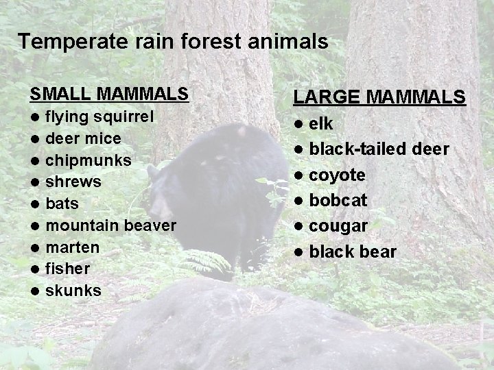 Temperate rain forest animals SMALL MAMMALS l l l l l flying squirrel deer