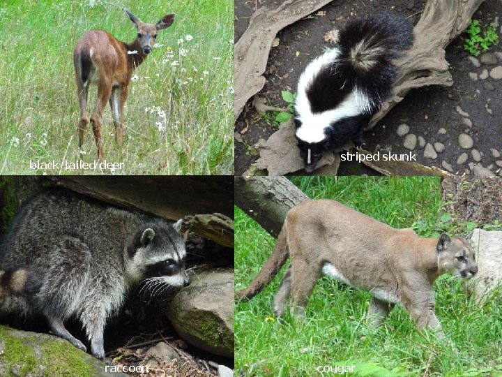 black-tailed deer raccoon striped skunk cougar 