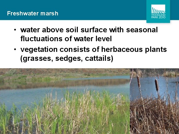 Freshwater marsh • water above soil surface with seasonal fluctuations of water level •