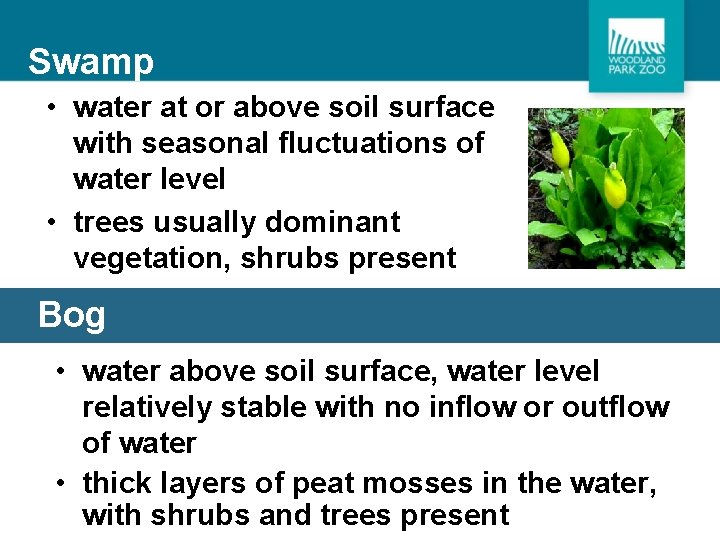 Swamp • water at or above soil surface with seasonal fluctuations of water level