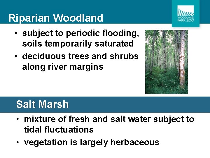 Riparian Woodland • subject to periodic flooding, soils temporarily saturated • deciduous trees and