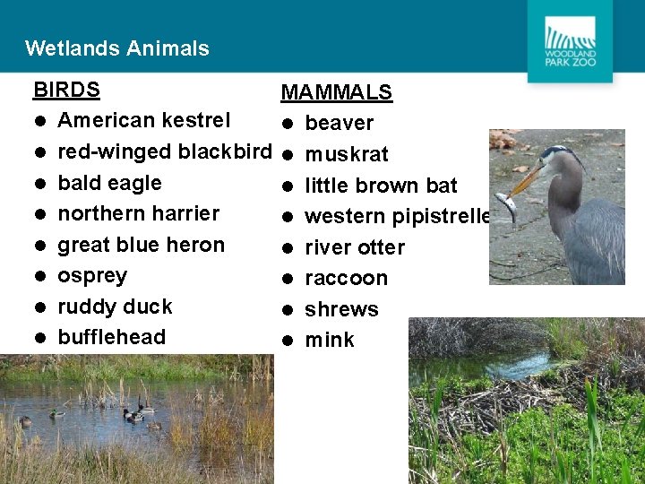 Wetlands Animals BIRDS l American kestrel l red-winged blackbird l bald eagle l northern