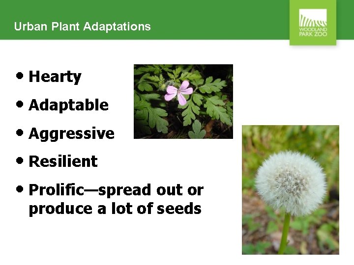 Urban Plant Adaptations • Hearty • Adaptable • Aggressive • Resilient • Prolific—spread out