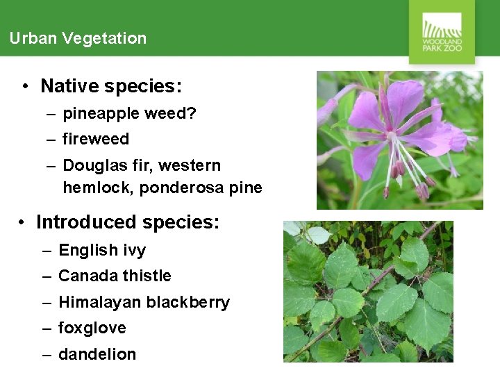 Urban Vegetation • Native species: – pineapple weed? – fireweed – Douglas fir, western