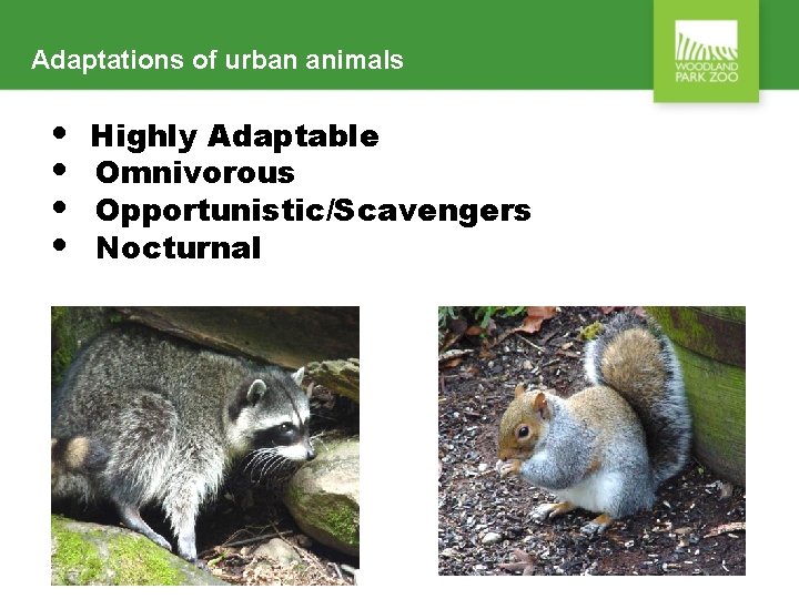 Adaptations of urban animals • • Highly Adaptable Omnivorous Opportunistic/Scavengers Nocturnal 