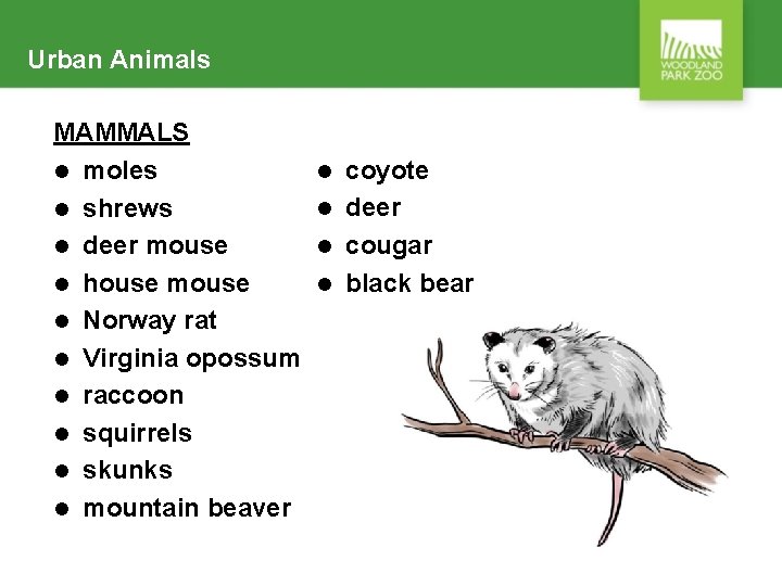 Urban Animals MAMMALS l moles l shrews l deer mouse l house mouse l