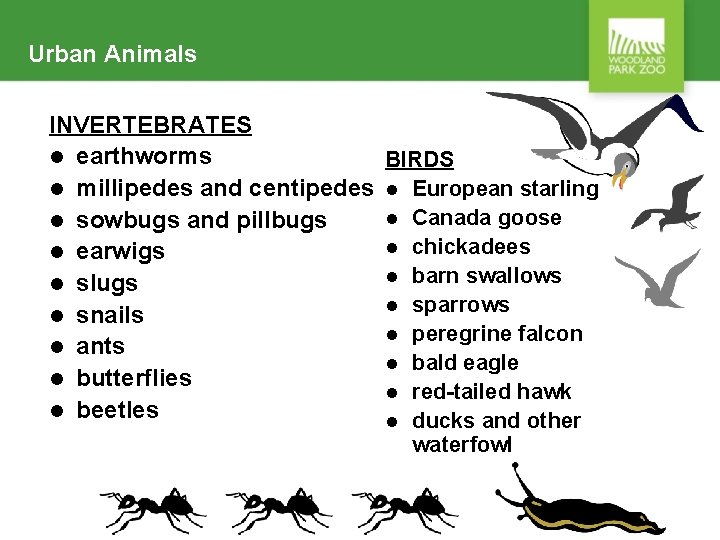 Urban Animals INVERTEBRATES l earthworms BIRDS l millipedes and centipedes l European starling l