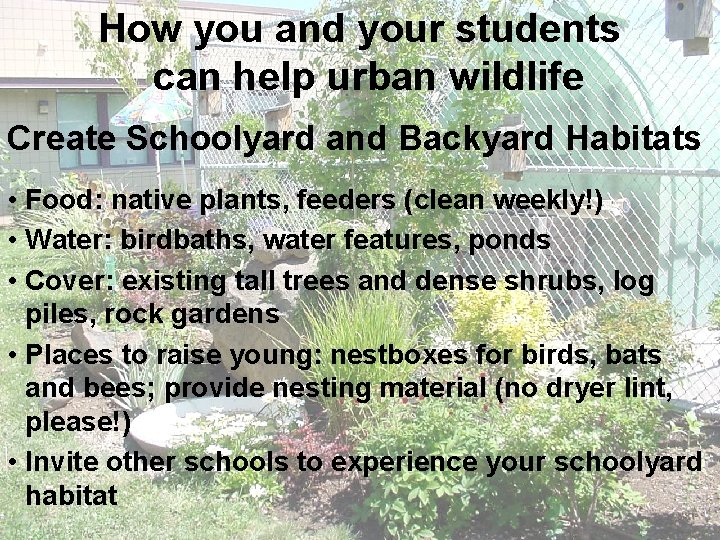 How you and your students can help urban wildlife Create Schoolyard and Backyard Habitats