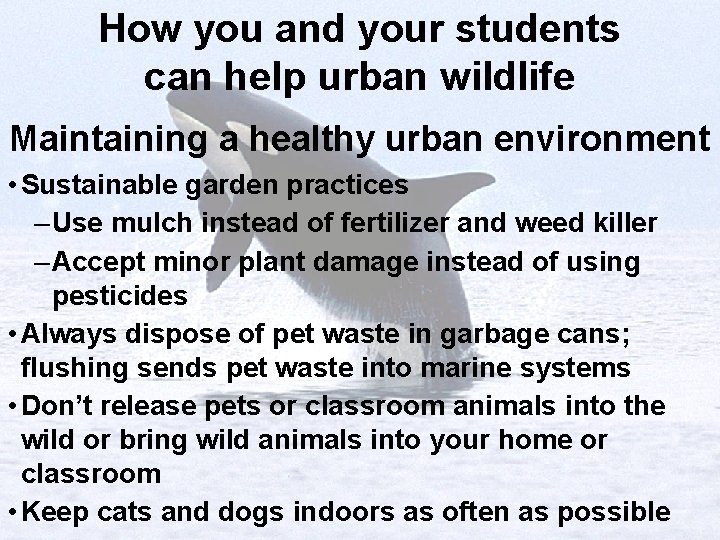 How you and your students can help urban wildlife Maintaining a healthy urban environment