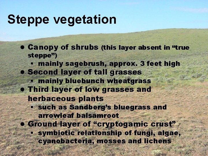 Steppe vegetation l Canopy of shrubs (this layer absent in “true steppe”) § mainly