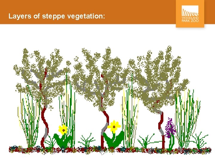 Layers of steppe vegetation: 