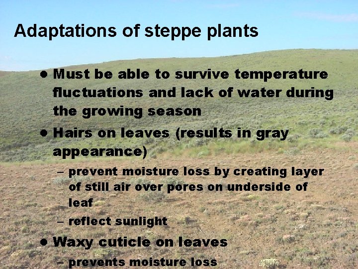 Adaptations of steppe plants l Must be able to survive temperature fluctuations and lack