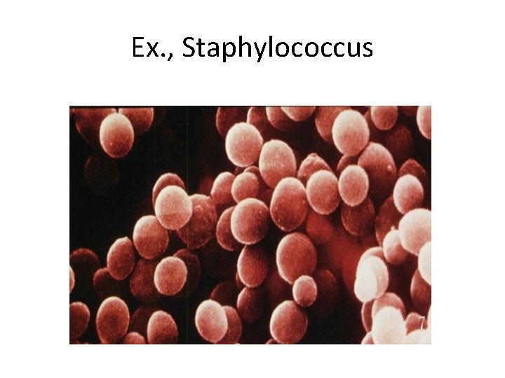 Ex. , Staphylococcus 