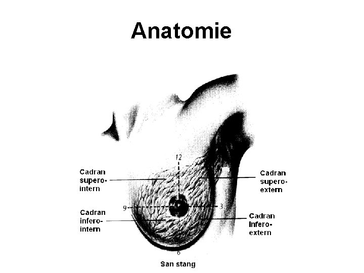 Anatomie 