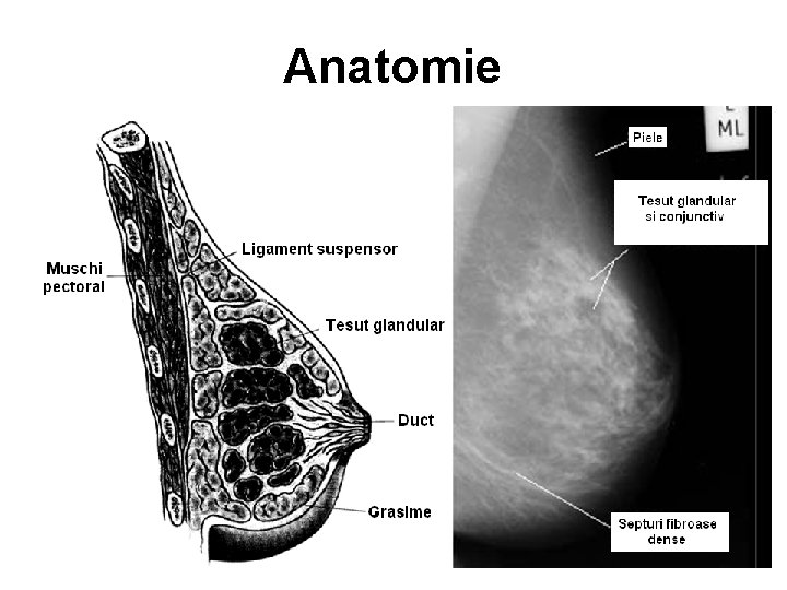 Anatomie 