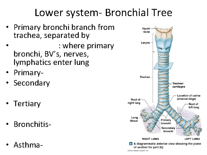 Lower system- Bronchial Tree • Primary bronchi branch from trachea, separated by • :