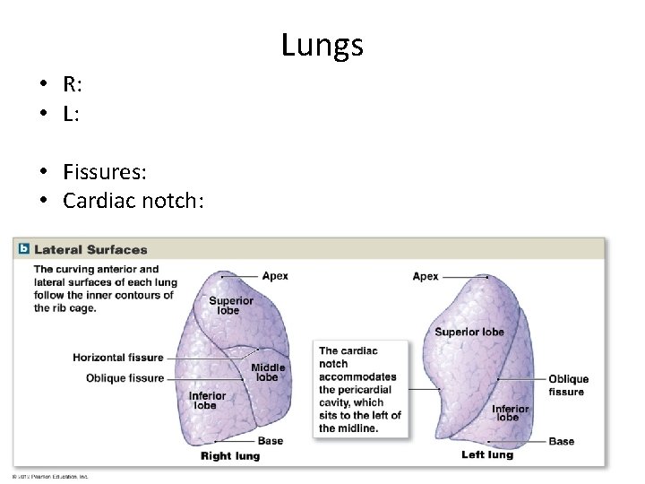 Lungs • R: • L: • Fissures: • Cardiac notch: 