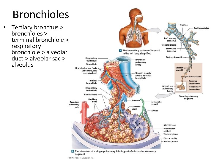 Bronchioles • Tertiary bronchus > bronchioles > terminal bronchiole > respiratory bronchiole > alveolar