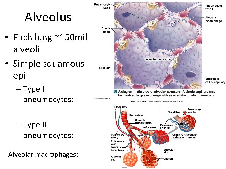 Alveolus • Each lung ~150 mil alveoli • Simple squamous epi – Type I