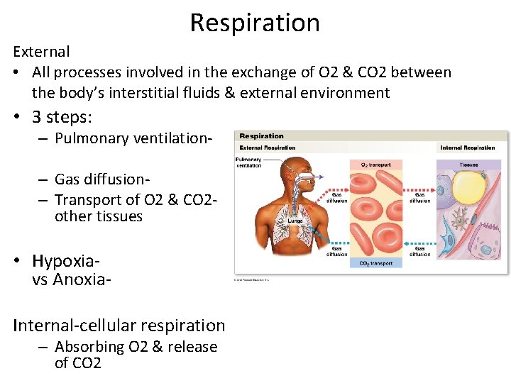 Respiration External • All processes involved in the exchange of O 2 & CO