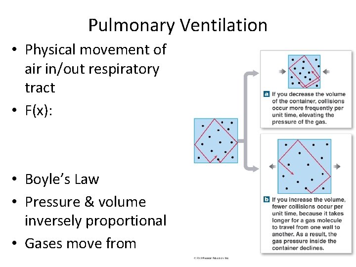 Pulmonary Ventilation • Physical movement of air in/out respiratory tract • F(x): • Boyle’s