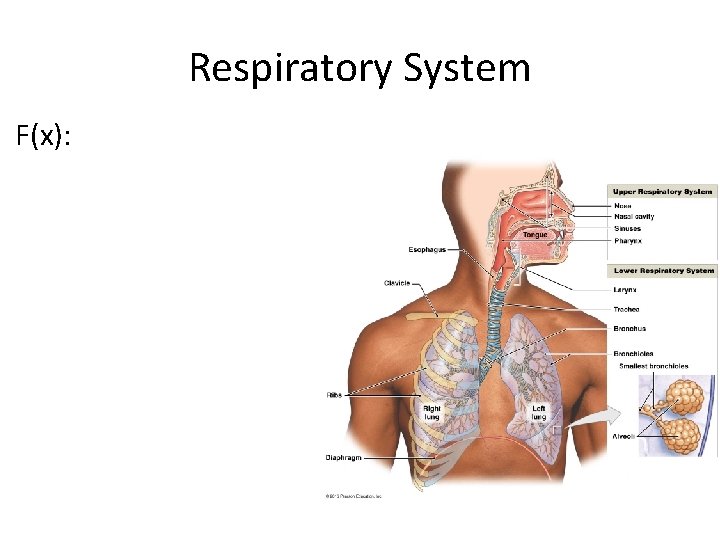 Respiratory System F(x): 