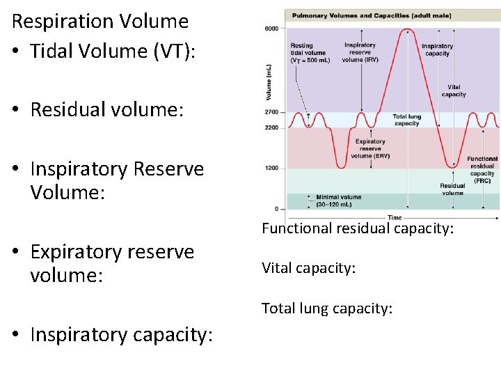 Respiration Volume • Tidal Volume (VT): • Residual volume: • Inspiratory Reserve Volume: •