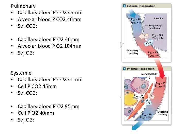 Pulmonary • Capillary blood P CO 2 45 mm • Alveolar blood P CO