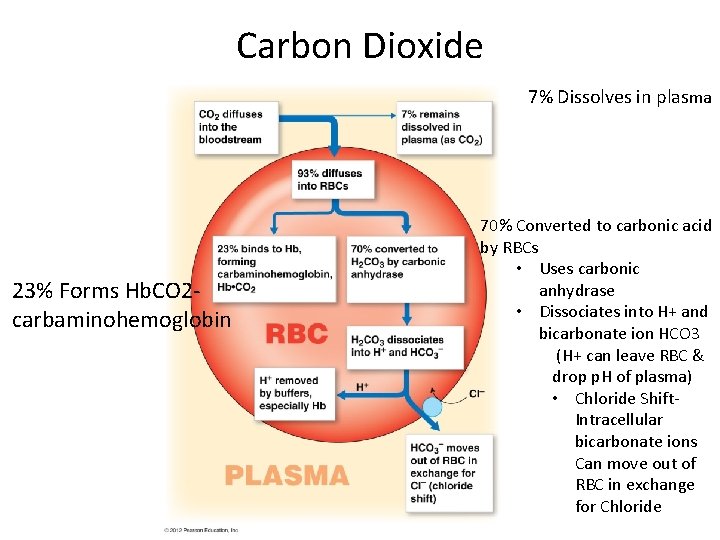 Carbon Dioxide 7% Dissolves in plasma 23% Forms Hb. CO 2 carbaminohemoglobin 70% Converted