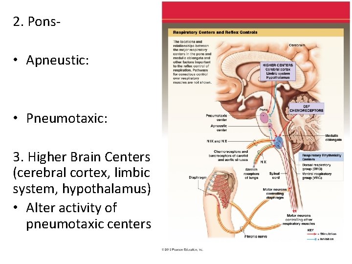 2. Pons- • Apneustic: • Pneumotaxic: 3. Higher Brain Centers (cerebral cortex, limbic system,