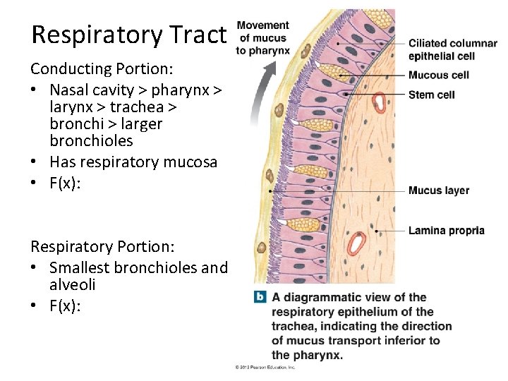 Respiratory Tract Conducting Portion: • Nasal cavity > pharynx > larynx > trachea >