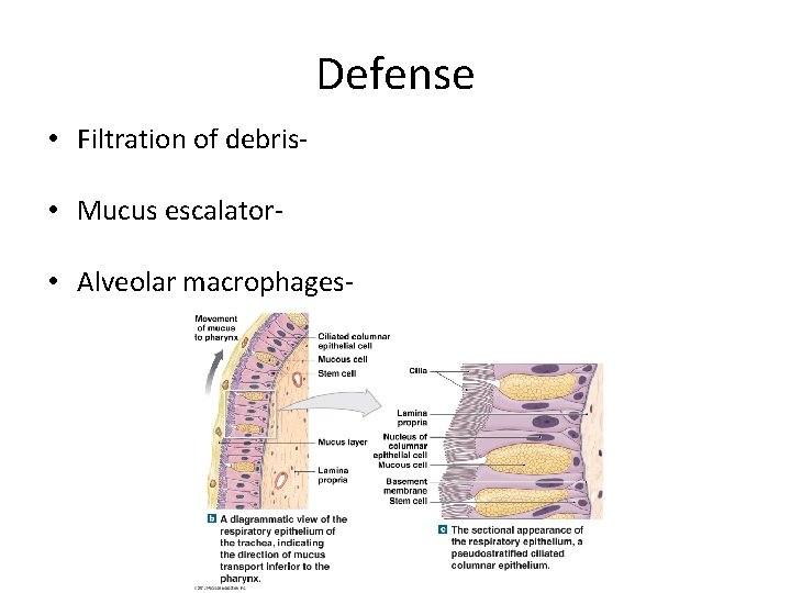 Defense • Filtration of debris • Mucus escalator • Alveolar macrophages- 