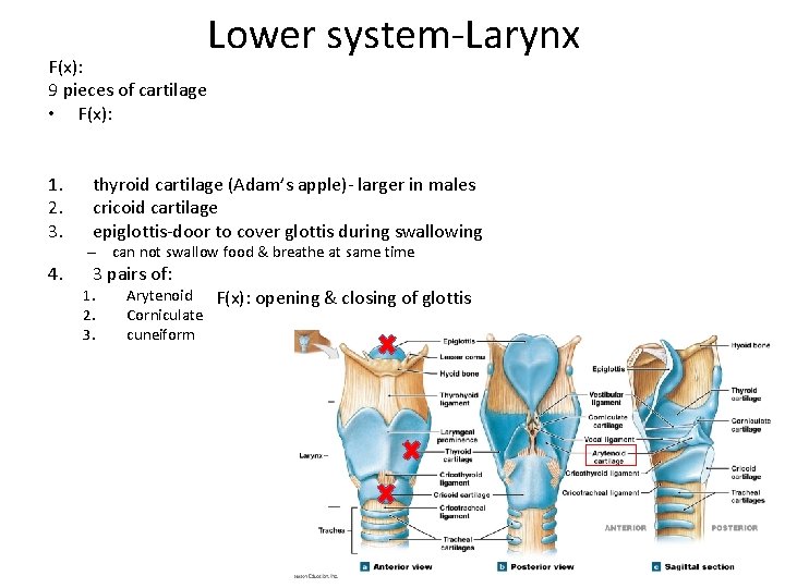 F(x): 9 pieces of cartilage • F(x): 1. 2. 3. 4. Lower system-Larynx thyroid