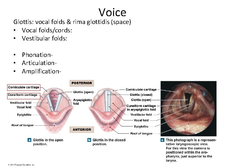 Voice Glottis: vocal folds & rima glottidis (space) • Vocal folds/cords: • Vestibular folds: