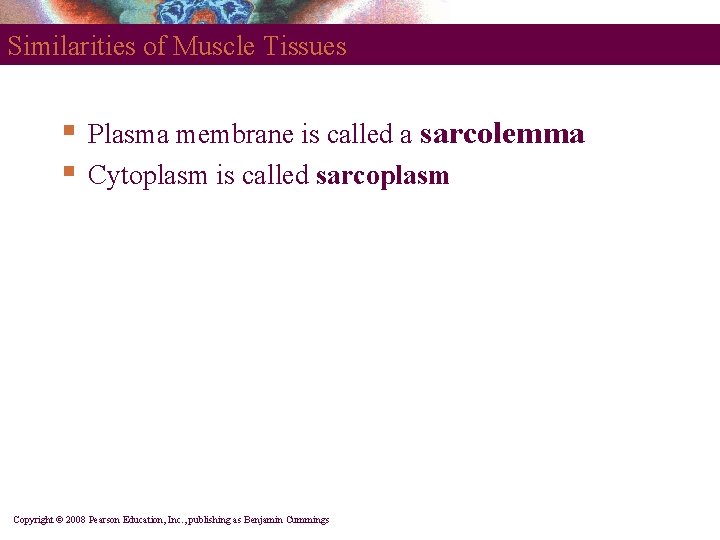 Similarities of Muscle Tissues § § Plasma membrane is called a sarcolemma Cytoplasm is