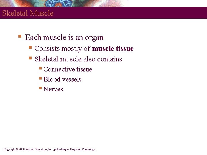 Skeletal Muscle § Each muscle is an organ § Consists mostly of muscle tissue