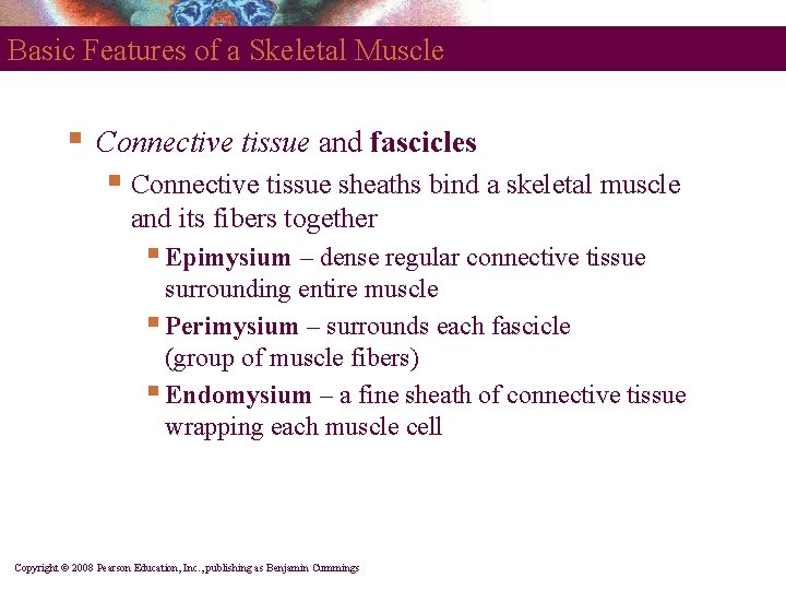 Basic Features of a Skeletal Muscle § Connective tissue and fascicles § Connective tissue