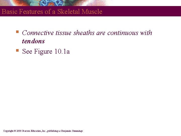 Basic Features of a Skeletal Muscle § § Connective tissue sheaths are continuous with