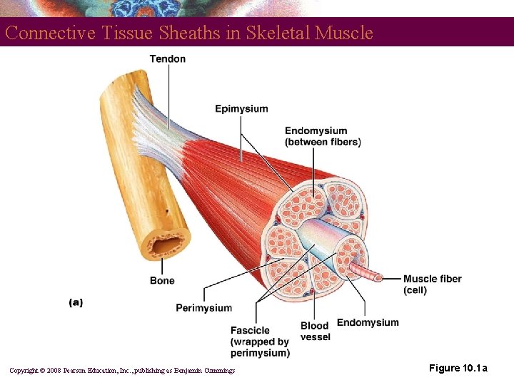 Connective Tissue Sheaths in Skeletal Muscle Copyright © 2008 Pearson Education, Inc. , publishing