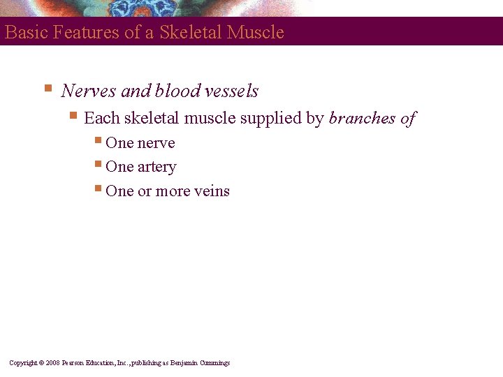 Basic Features of a Skeletal Muscle § Nerves and blood vessels § Each skeletal